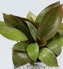 Red Philodendron Natural Plant In White Wooden Plate Ceramic Pot