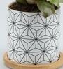 Red Philodendron Natural Plant In White Wooden Plate Ceramic Pot