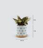 Red Philodendron Natural Plant In White Wooden Plate Ceramic Pot