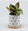 Red Philodendron Natural Plant In White Wooden Plate Ceramic Pot