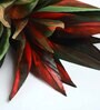 Red Polyester Artificial Dracaena Plant Without Pot