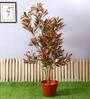 Red Polyester Artificial Draceana Plant Without Pot