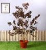 Red Polyester Artificial Ficus Plant Without Pot
