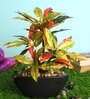 Red Polyester Artificial Plant With pot