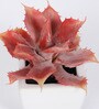 Red Polyester Artificial Succulent Bonsai with Ceramic Pot