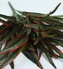 Red Polyester Artificial Yucca Plant Without Pot