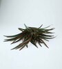 Red Polyester Artificial Yucca Plant Without Pot