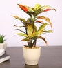 Red & Green Artificial Croton Bonsai Plant with Ceramic Pot