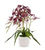 Red Pu Foam Elegant Star Orchid Arrangement Pot With Flower