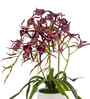 Red Pu Foam Elegant Star Orchid Arrangement Pot With Flower