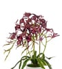Red Pu Foam Elegant Star Orchid Arrangement Pot With Flower