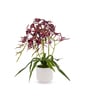 Red Pu Foam Elegant Star Orchid Arrangement Pot With Flower