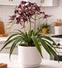 Red Pu Foam Elegant Star Orchid Arrangement Pot With Flower
