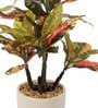 Red Pvc Croton Artificial Bonsai With Off- White Ceramic Pot
