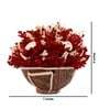 Red Sola Natural Dried Flowers On Coconut Shell Decorated With Coir
