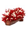 Red Sola Natural Dried Flowers On Wooden Bark