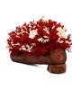 Red Sola Natural Dried Flowers On Wooden Bark