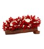 Red Sola Natural Dried Flowers On Wooden Bark
