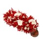 Red Sola Natural Dried Flowers On Wooden Bark