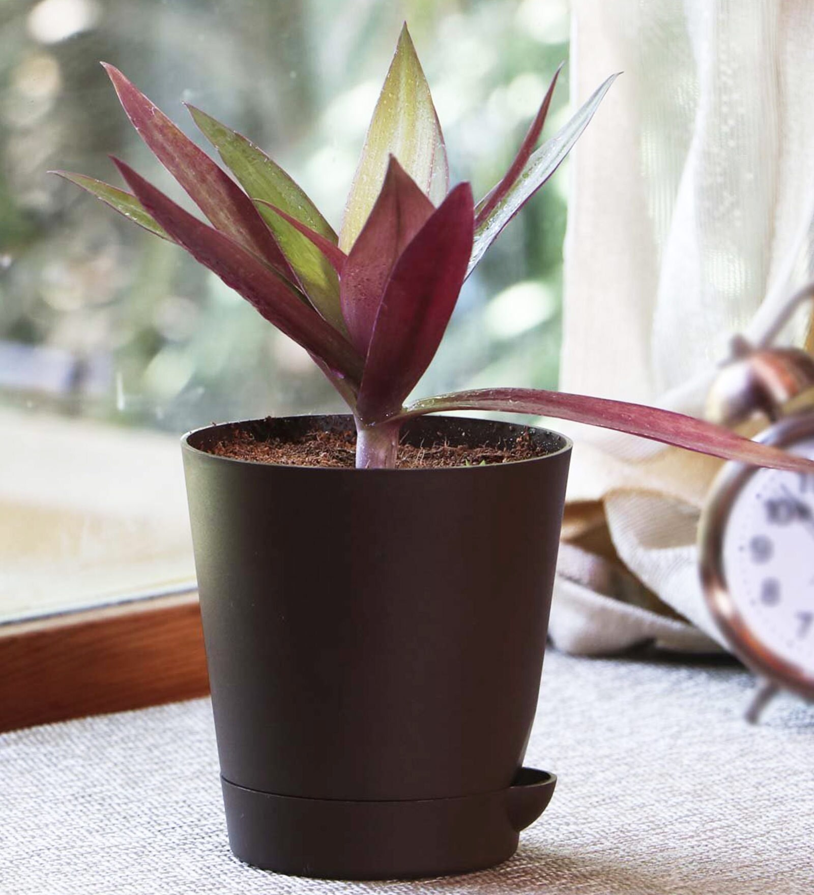 Rhoeo Red Natural Foliage Plant