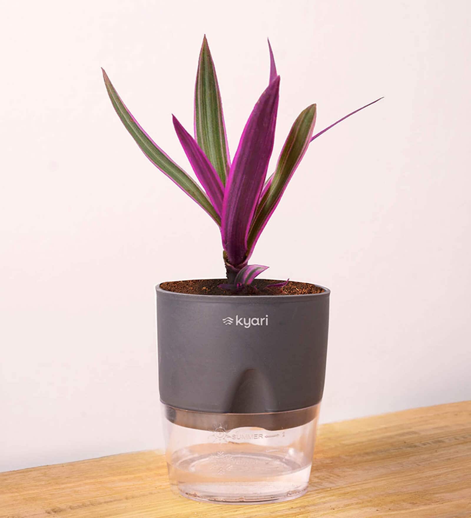 Rhoeo Tricolor With Self Watering Pot