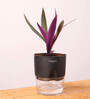 Rhoeo Tricolor Plant With  Pot-Black