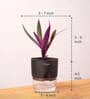 Rhoeo Tricolor Plant With  Pot-Black