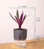 Rhoeo Tricolor With Self Watering Pot
