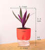 Rhoeo Tricolor With Self Watering Pot