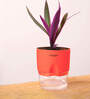 Rhoeo Tricolor With Self Watering Pot