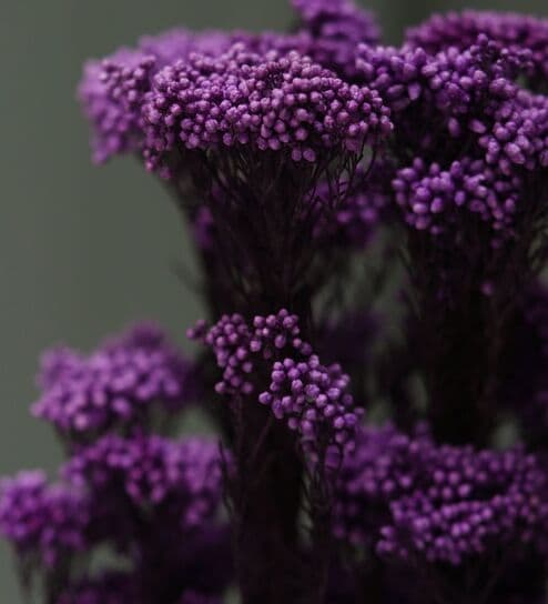 Purple Rice Dried Flowers Bunch