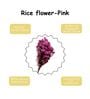 Pink Rice Dried Flower Bunch