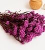 Pink Rice Dried Flower Bunch