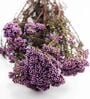 Purple Rice Dried Flowers Bunch