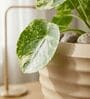 RIO Beige 12 Inch German Polymer Round Plant Container With Saucer
