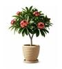 RIO Beige 12 Inch German Polymer Round Plant Container With Saucer