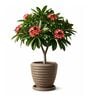 RIO Choco Brown 12 Inch German Polymer Round Plant Container With Saucer