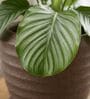 RIO Choco Brown 12 Inch German Polymer Round Plant Container With Saucer