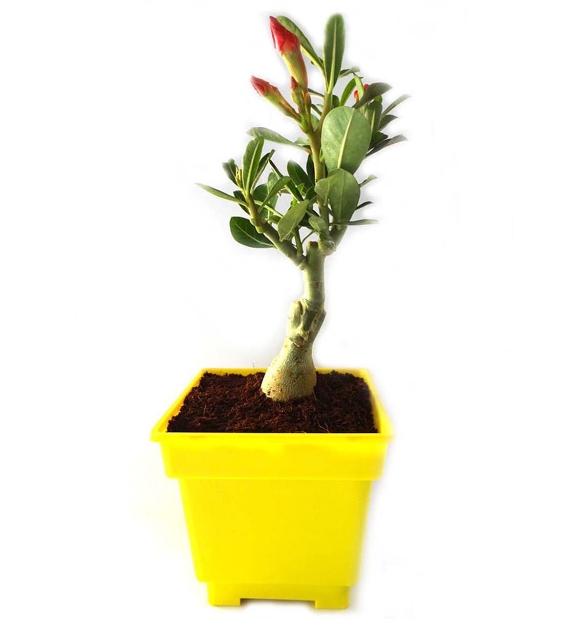 Buy Adenium  Bonsai  In Yellow Square Pot  by Rolling Nature 