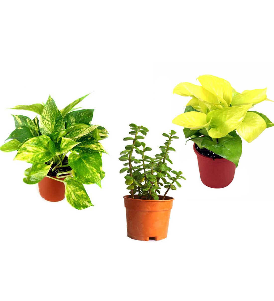 Buy Money Plant Golden Pothos and Jade Combo of Good Luck Plants by Rolling Nature at 100 OFF
