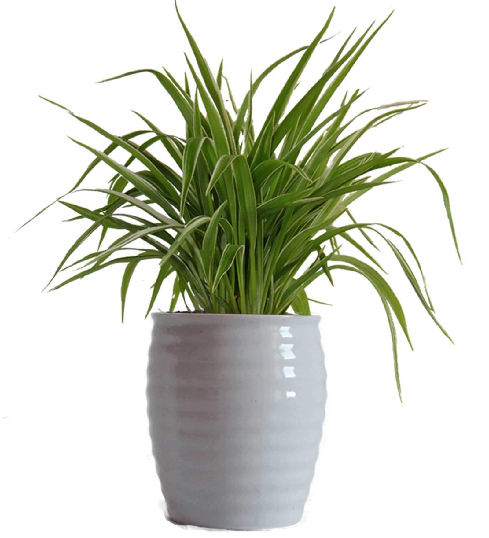 Air Purifying Spider Plant in White Ceramic Pot