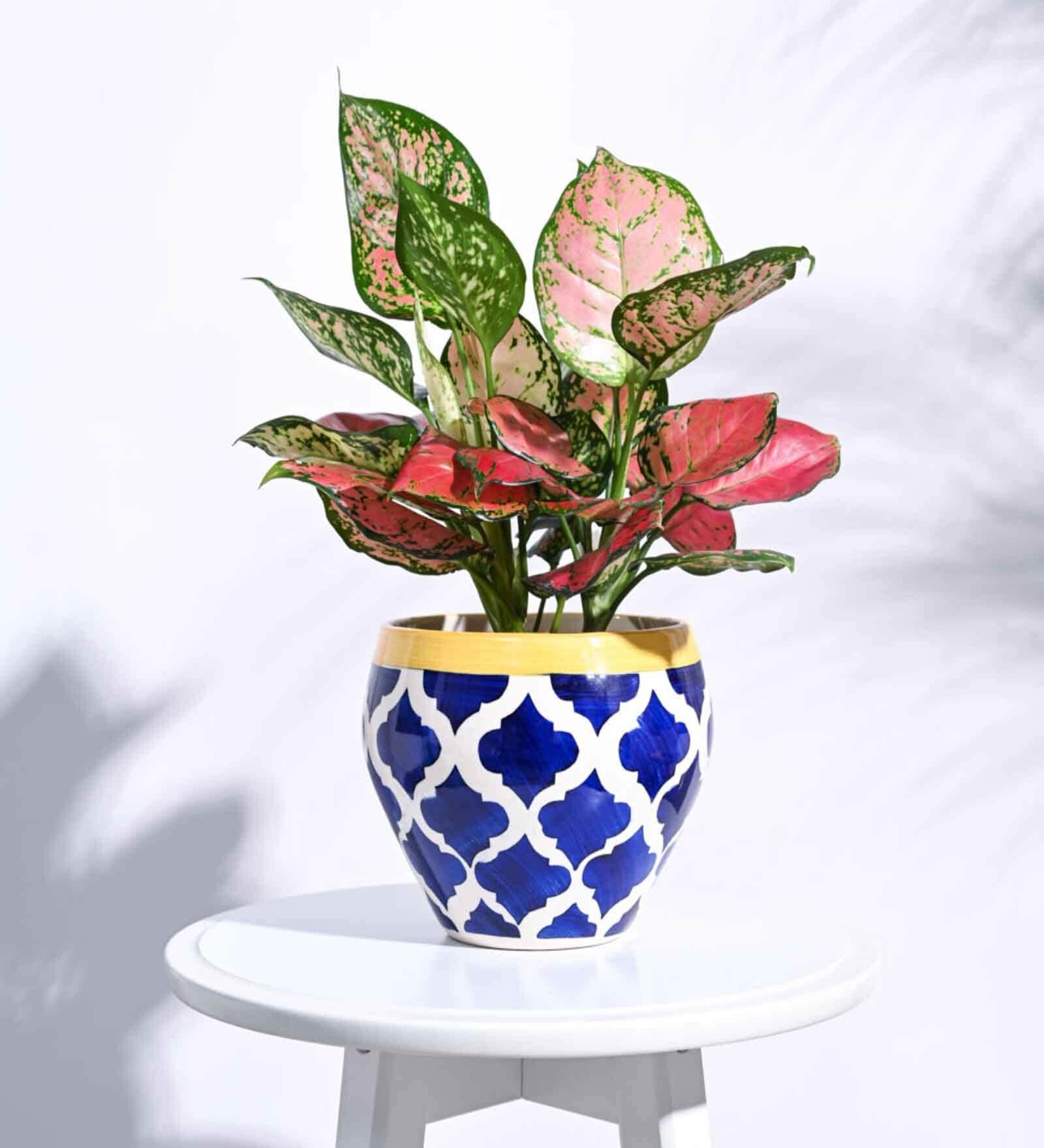 Rose Blue Ceramic Apple Shape Desk Pot Planter