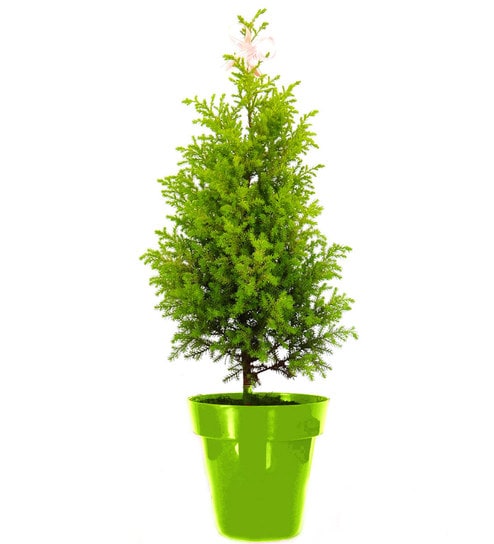 christmas tree plant