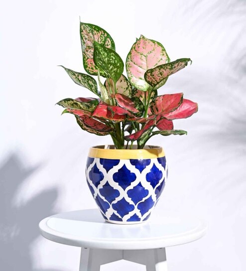 Rose Blue Ceramic Apple Shape Desk Pot Planter by Ugaoo