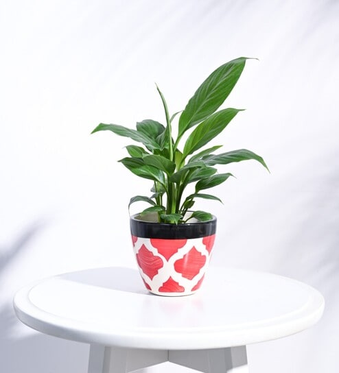 Rose Red Ceramic Apple Shape Desk Pot Planter by Ugaoo