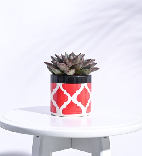 Rose Red Ceramic Pipe Shape Desk Pot Planter by Ugaoo