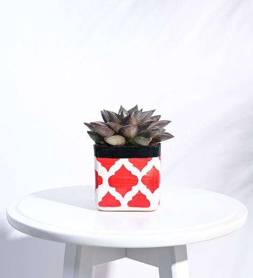 Rose Red Ceramic Square Shape Desk Pot Planter by Ugaoo