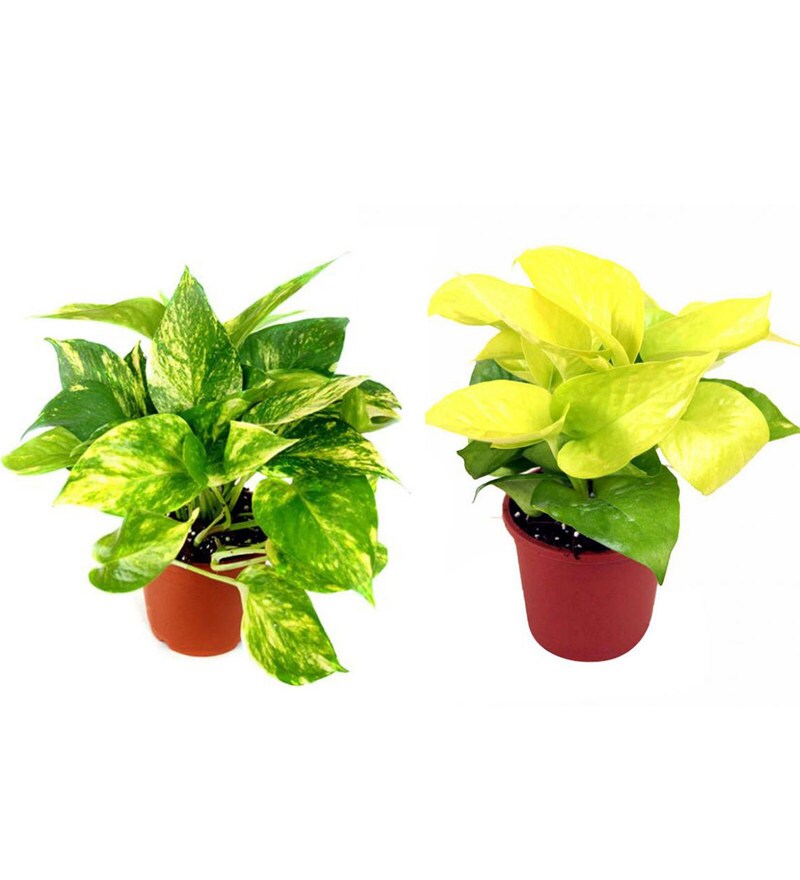 Buy Money Plant and Golden Pothos Combo of Good Luck Plants by Rolling