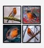 Robin Orange Engineered Wood Framed Wildlife Art Print Set of 4