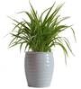 Air Purifying Spider Plant in White Ceramic Pot